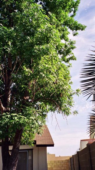 tree