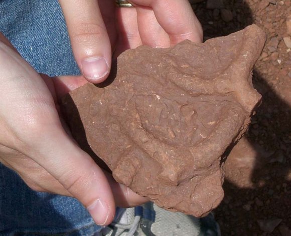 meteor tube worm fossil2