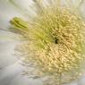 catcus flower