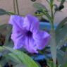 mystery flower plant flower