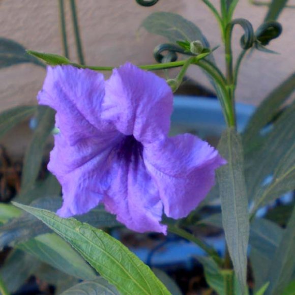 mystery flower plant flower