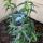 mystery flower plant