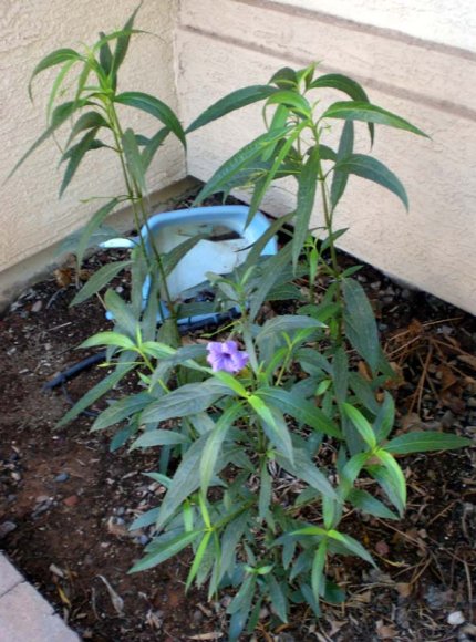 mystery flower plant