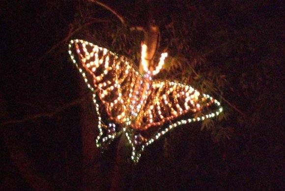 butterfly