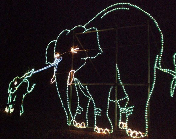 elephant