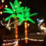 palm trees