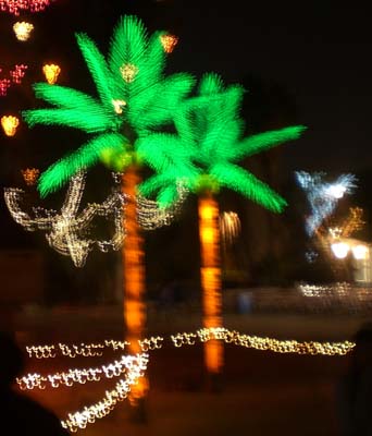 palm trees