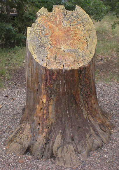 22 george washington tree