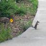 23 abert squirrel