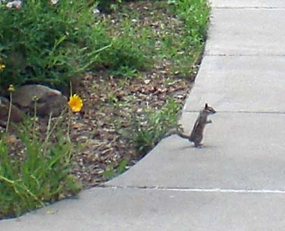 23 abert squirrel