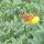 24 butterfly