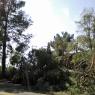 down tree2