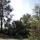 down tree2