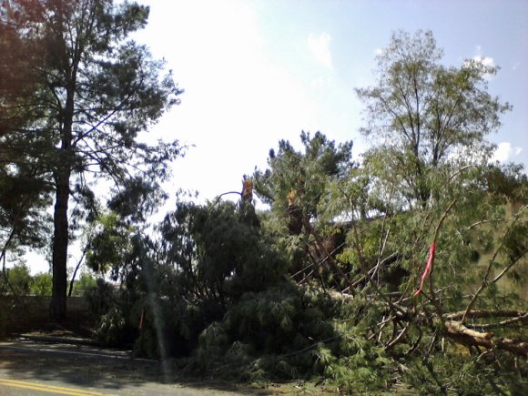 down tree2