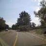 down tree3