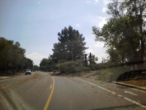 down tree3