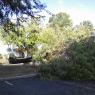down tree