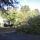 down tree