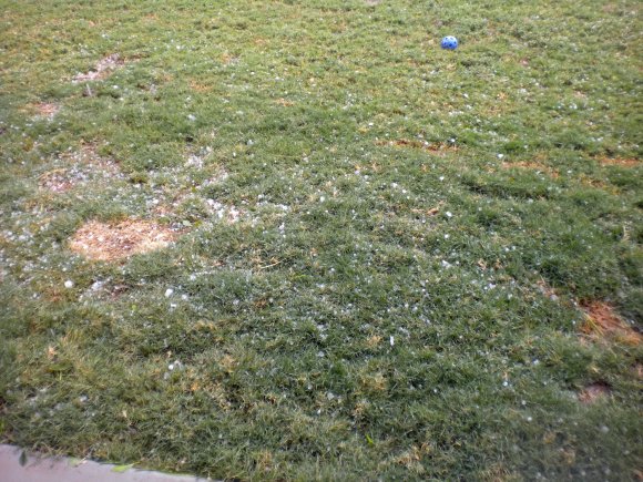 hail in grass