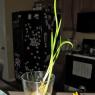 09 nate garlic2