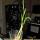 09 nate garlic2