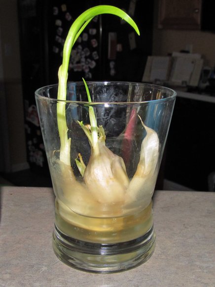09 nate garlic