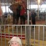 02 hannah elephant