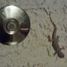 16 gecko