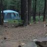 05 tent hercules