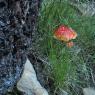25 mushrooms