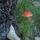 25 mushrooms