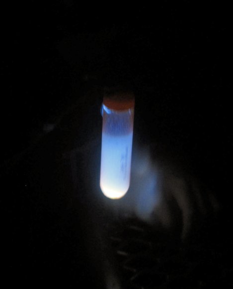 42 glo