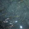 51 fish