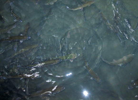 51 fish
