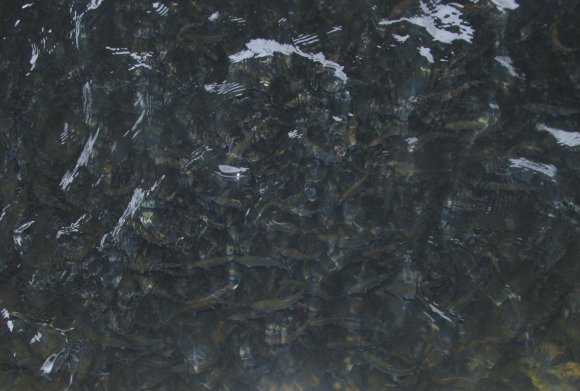 53 fish