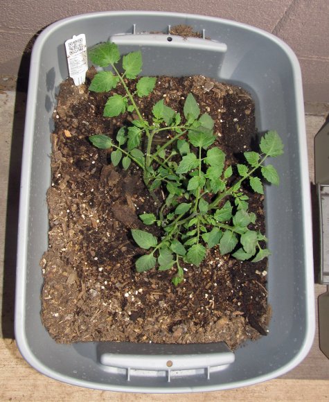07 tomato