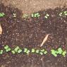 10 radishes