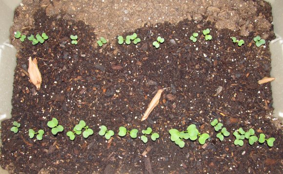 10 radishes