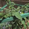 11 tomato2