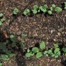 12 radish