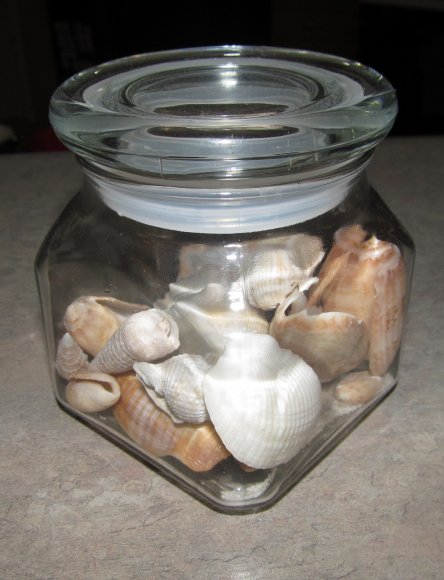 23 destin shells