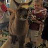 alpaca