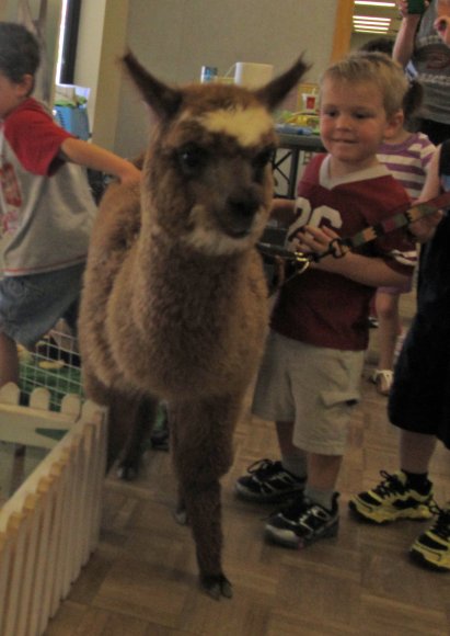 alpaca