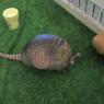 armadillos