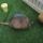 armadillos