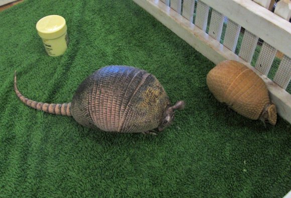 armadillos