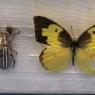bugs2