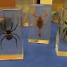 bugs