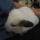 chinchilla