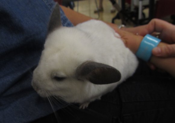 chinchilla